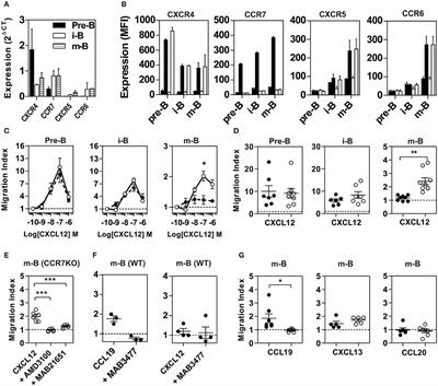 Coexpression of <mark class="highlighted">CCR7</mark> and CXCR4 During B Cell Development Controls CXCR4 Responsiveness and Bone Marrow Homing